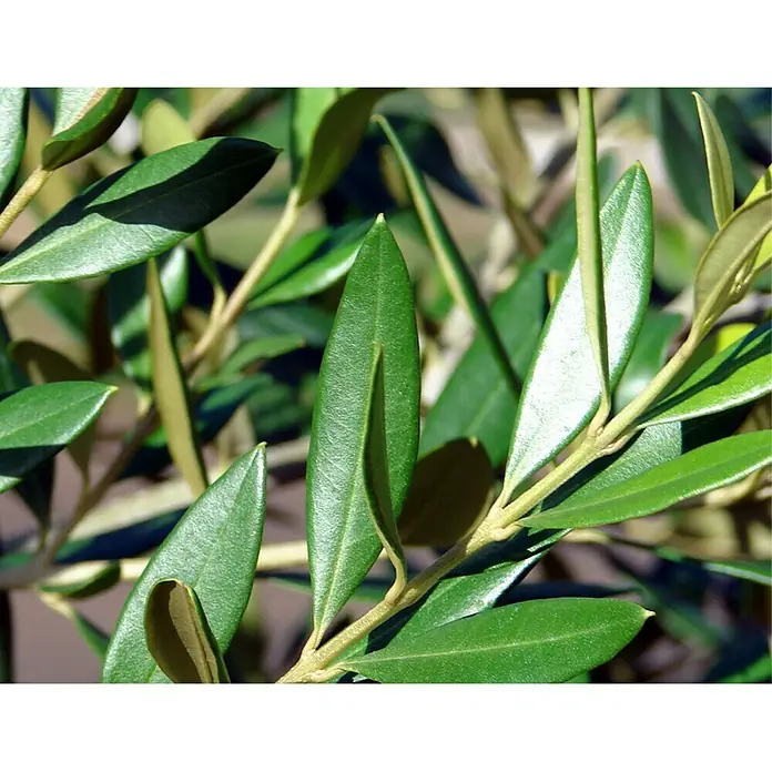 Piardino Olivenbaum - Olea europaea, Topfgröße: 24 cm - Nahaufnahme von grünen Olivenbaumblättern, die die natürliche Schönheit und die charakteristische Laubstruktur des Olivenbaums zeigen.