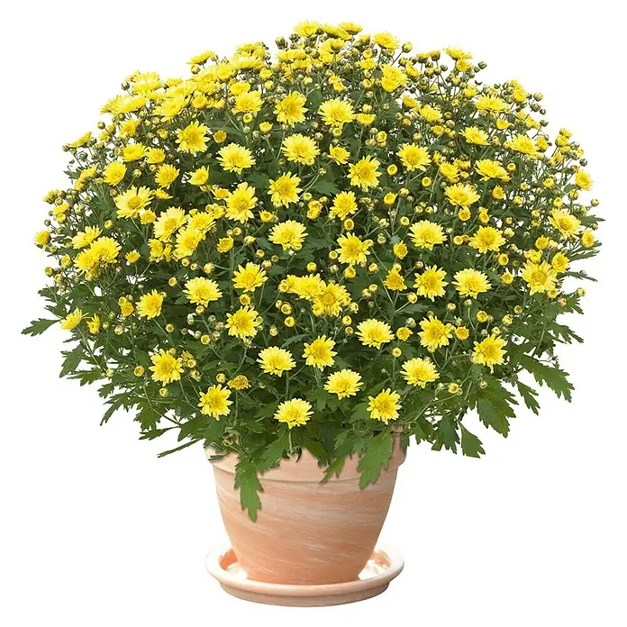 Pflanztopf Levante - Außenmaß (Ø x H): 21 x 18 cm, Naturmaterialien, Hell marmoriert - Topf mit gelben Chrysanthemen, die ein helles und fröhliches Gefühl vermitteln. Perfekt für die Dekoration von Haus und Garten.