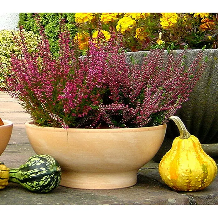 Pflanzschale rund Wave - Außenmaß (Ø x H): 22 x 9,5 cm, Naturmaterialien, Terracotta - Heidekraut im Topf mit Zierkürbissen, ideal für herbstliche Dekorationen im Innen- und Außenbereich.