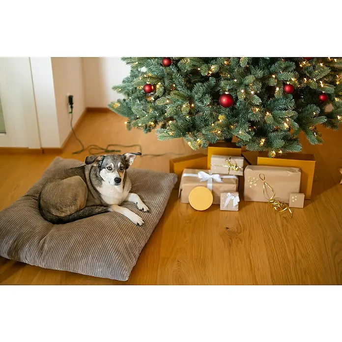 Evergreen Künstlicher Weihnachtsbaum Vermont Fichte - Höhe: 210 cm, Grün, LED-Beleuchtung - Ein Hund liegt auf einem Hundebett vor einem Weihnachtsbaum mit Geschenken, die mit goldenem und weißem Band verpackt sind.