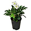 Rosa de Navidad (Helleborus niger, Tamaño de maceta: 13 cm, Color de flor: Blanco)