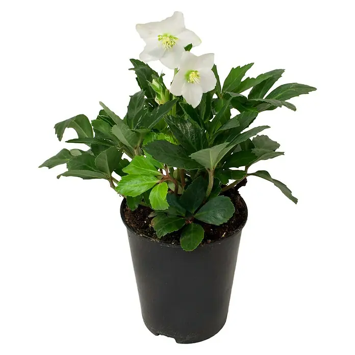 Piardino Rosa de Navidad - Helleborus niger, Tamaño de maceta: 13 cm, Blanco - Primer plano de un eléboro blanco en una maceta negra, creando una atmósfera elegante y tranquila.