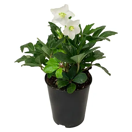 Piardino  Rosa de Navidad