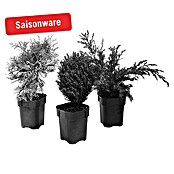 Koniferen-Mix (1 Stk., Topfgröße: 9 cm)