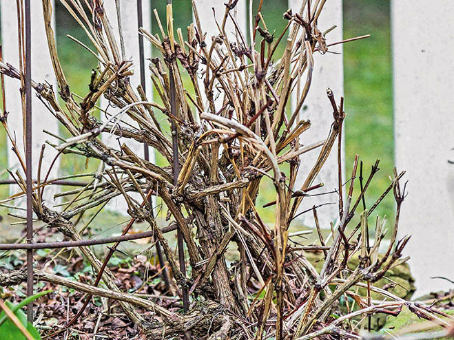 Clematis im November schneiden