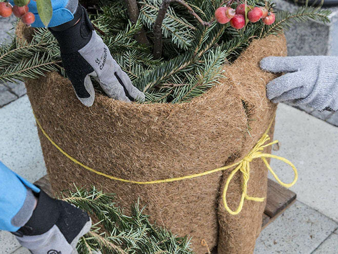 Winterschutz für Kübelpflanzen