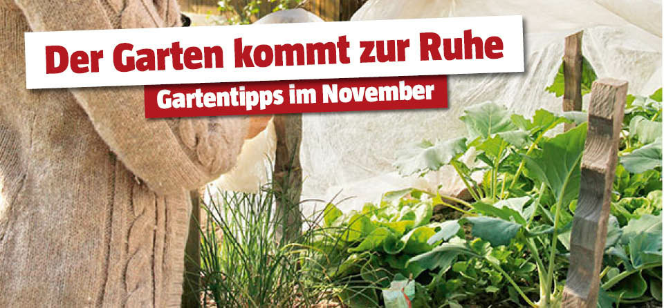 Gartentipps im November