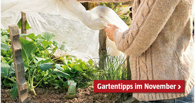 Gartentipps November