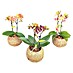 Orquídea mariposa Kokodama Mini 