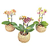 Orquídea mariposa Kokodama Mini (Tamaño de maceta: 12 cm, En posición vertical) | BAUHAUS