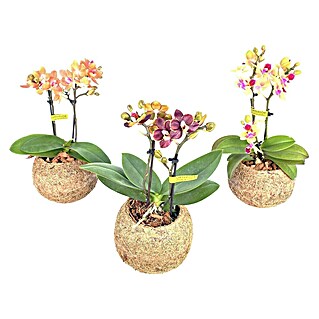 Orquídea mariposa Kokodama Mini (Tamaño de maceta: 12 cm, En posición vertical)
