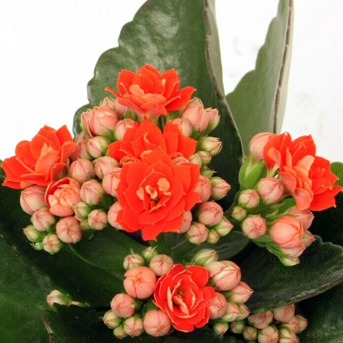 Piardino Flammendes Käthchen Mini (Kalanchoe blossfeldiana, Topfgröße: 7 cm, Rot)