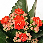 Piardino Flammendes Käthchen Mini (Kalanchoe blossfeldiana, Topfgröße: 7 cm, Rot)