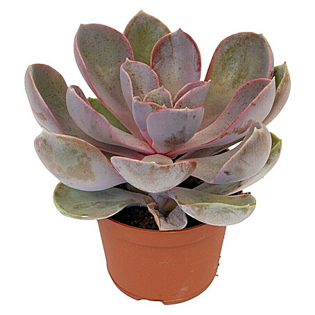 Piardino Rosa de alabastro (Echeveria, Tamaño de maceta: 6 cm, Según variedad)