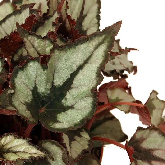 Piardino Blattbegonie - Begonia Rex, Topfgröße: 13 cm, Grün/Mehrfarbig gemustert - Nahaufnahme einer Begonienpflanze mit auffälligen, silbernen Blättern und dunklen, unregelmäßigen Markierungen.