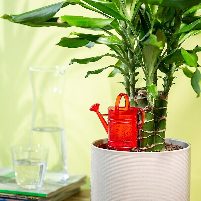Scheurich Wasserspeicher Nelly (Fassungsvermögen: 0,11 l, Red) | BAUHAUS