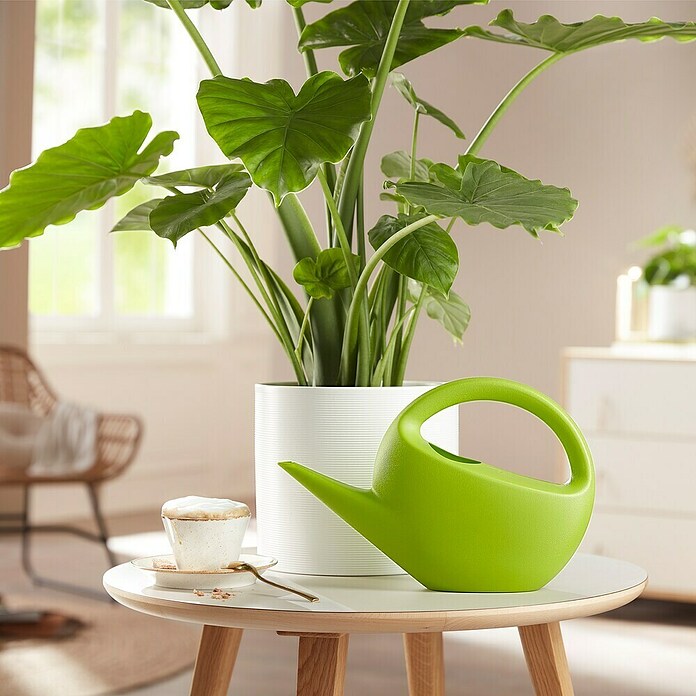 Scheurich Gießkanne Smilla (Matt Green, 1,6 l) | BAUHAUS