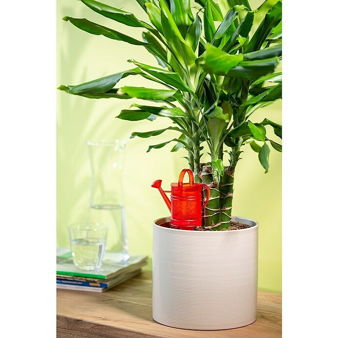 Scheurich Wasserspeicher Nelly (Fassungsvermögen: 0,11 l, Red) | BAUHAUS