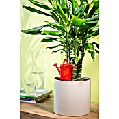 Scheurich Wasserspeicher Nelly (Fassungsvermögen: 0,11 l, Red) | BAUHAUS