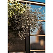 Upyard Pflanzkasten Modernbox niedrig (36 x 36 x 32 cm, Holz, Schwarz) | BAUHAUS