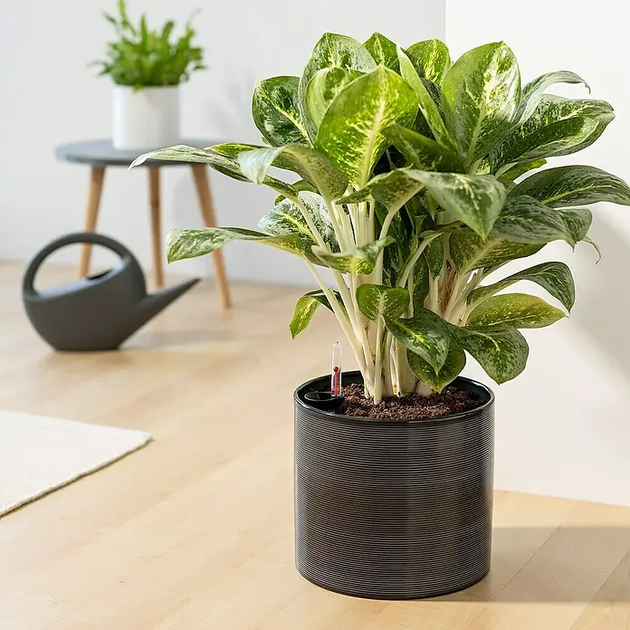 Scheurich Gießkanne Smilla - Anthrazit, 1,6 l - Zimmerpflanze in einem Topf mit Bewässerungsanzeige. Schönes Detail für Ihr Zuhause oder Büro, für eine angenehme Atmosphäre.