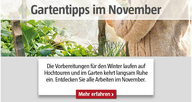 Gartentipps im November