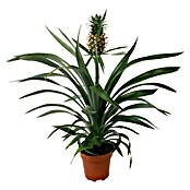 Ananas (Ananas comosus Compacta, Topfgröße: 12 cm, Ananas)