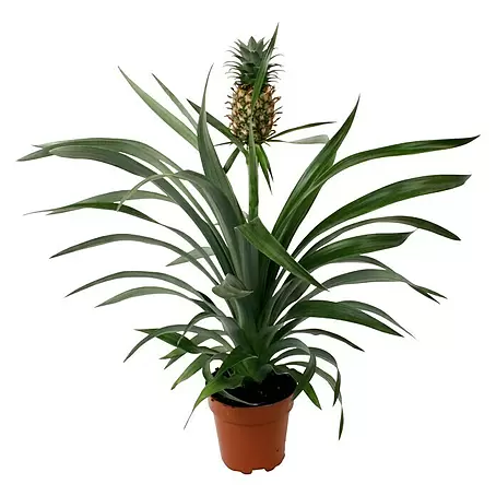 Piardino  Ananas