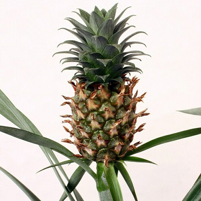 Ananas (Ananas comosus Compacta, Topfgröße: 12 cm, Ananas)