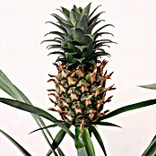 Ananas (Ananas comosus Compacta, Topfgröße: 12 cm, Ananas)