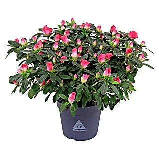 Piardino Zimmerazalee (Rhododendron simsii Long Life, Topfgröße: 12 cm, Zweifarbig)