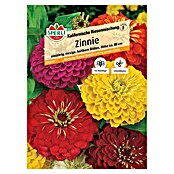 Sperli Blumensamen Zinnie Kalifornische Riesenmischung (Zinnia, Mehrfarbig) | BAUHAUS