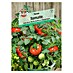 Sperli Cocktailtomate Tarzan 