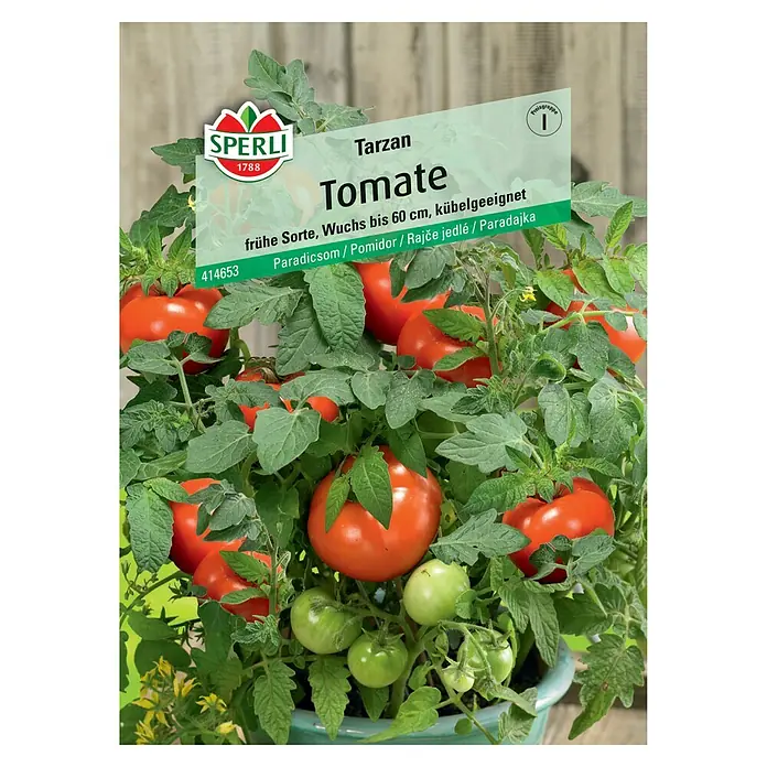 Sperli Cocktailtomate Tarzan - Solanum lycopersicum 'Tarzan', Erntezeit: Juli - Eine 'Tarzan' Tomatenpflanze mit reifen, roten und grünen Tomaten sowie dem 'Sperli'-Etikett.