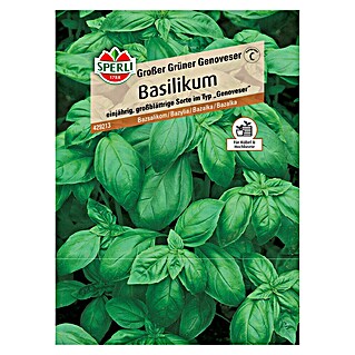 Sperli Basilikum Basilikum Grosses Grünes (Ocimum basilicum)