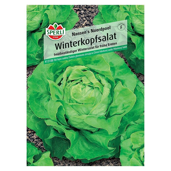 Sperli Gemüsesamen Winterkopfsalat (Lactuca sativa 'Nansen's Noordpool', Erntezeit: März) | BAUHAUS