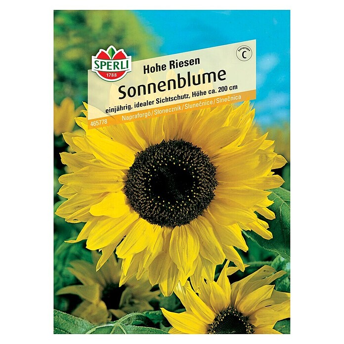 Sperli Blumensamen Sonnenblume Hohe Riesen (Helianthus annuus 'Hohe Riesen', Gelb) | BAUHAUS