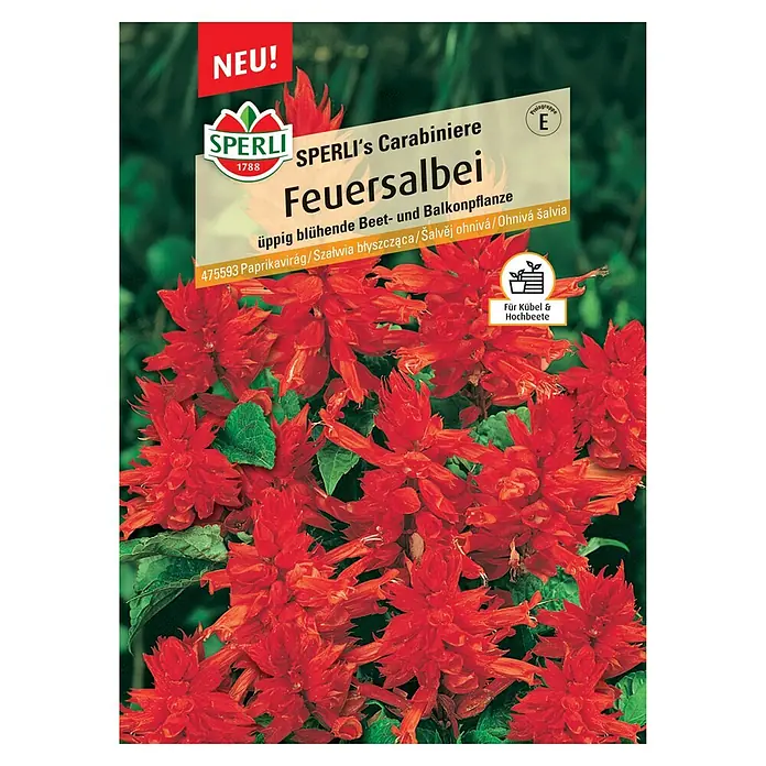 Sperli Blumensamen Feuersalbei Carabiniere - Salvia splendens, Rot, 20 m² - Produktbild von "Sperli's Carabiniere Feuersalbei" Saatgut, ideal für üppige Beet- und Balkonbepflanzung, leuchtend rote Blüten.