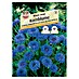 Sperli Blumensamen Kornblume Blauer Junge 