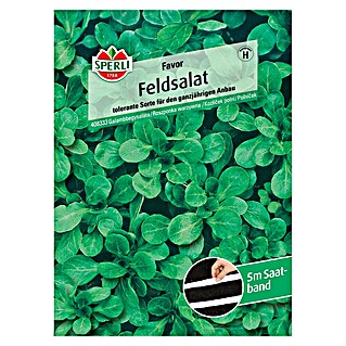 Sperli Feldsalat Favor (Valerianella 'Favor', Erntezeit: Ganzjährig)