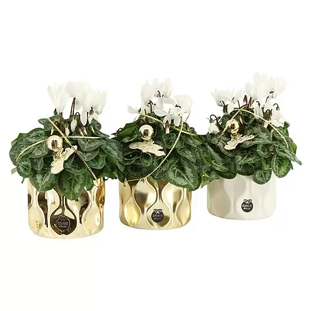 Piardino  Adventsarrangement Indoor