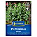 Kiepenkerl Profi-Line Kräutersamen Pfefferminze Spearmint 
