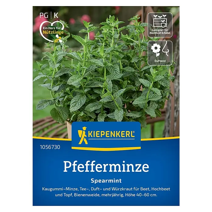 Kiepenkerl Profi-Line Kräutersamen Pfefferminze Spearmint - Mentha spicata, Saatzeit: März, Erntezeit: Juni - Abbildung einer 'Kiepenkerl' Pfefferminze (Spearmint) Pflanze, geeignet für Beet, Hochbeet und Topf, mehrjährig, Höhe 40-60 cm.