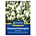 Kiepenkerl Blumensamen Hasenschwanzgras Bunny Tails 