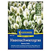 Kiepenkerl Blumensamen Hasenschwanzgras Bunny Tails (Lagurus ovatus) | BAUHAUS