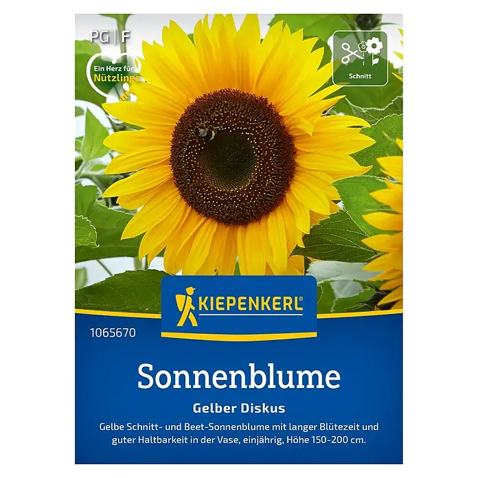 Kiepenkerl Blumensamen Sonnenblume - Helianthus annuus - Sonnenblumen-Samenpackung "Gelber Diskus" von Kiepenkerl. Ideal für Schnittblumen und Beete, einjährig, Höhe 150-200 cm.