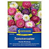 Kiepenkerl Profi-Line Blumensamen Sommeraster (Callistephus chinensis, Mehrfarbig) | BAUHAUS