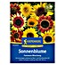 Kiepenkerl Profi-Line Blumensamen Sonnenblume Fantasia 