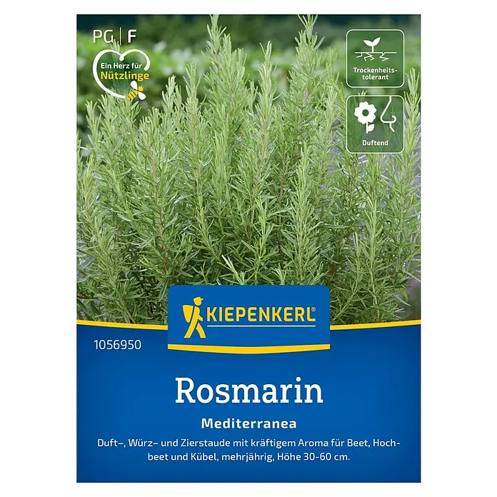 Kiepenkerl Profi-Line Kräutersamen Rosmarin Mediterranea - Rosmarinus officinalis, Saatzeit: Mai, Erntezeit: Ganzjährig - Bild einer Kiepenkerl Rosmarin Mediterranea Pflanze, ideal für Beet, Topf und Hochbeet. Sie ist mehrjährig und duftend.