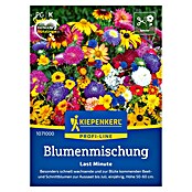 Kiepenkerl Profi-Line Blumensamenmischung Last Minute (Verschiedene Sorten, Mehrfarbig, 4 m²) | BAUHAUS
